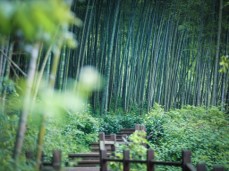 宜兴竹海风景区